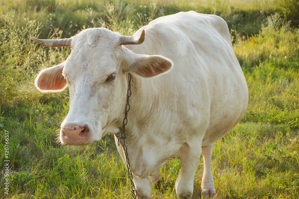 White young cow in countryside