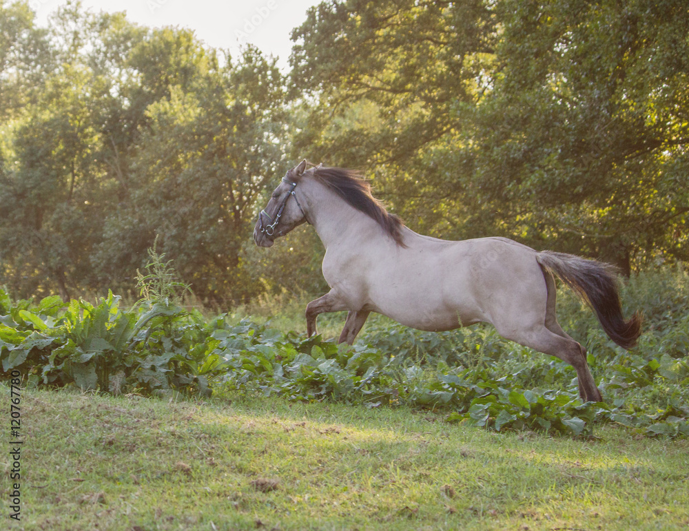 Fototapeta premium pferd