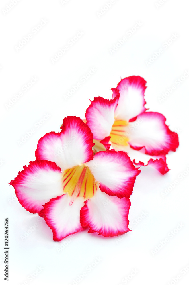 Close-Up of Desert Roses Isolated on White Background Close-Up of Desert Roses Isolated on White Background