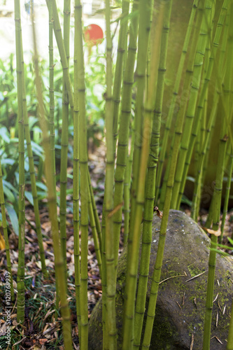 Bamboo tree in garden.