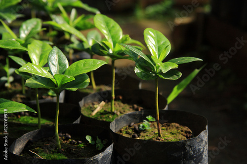 young plant