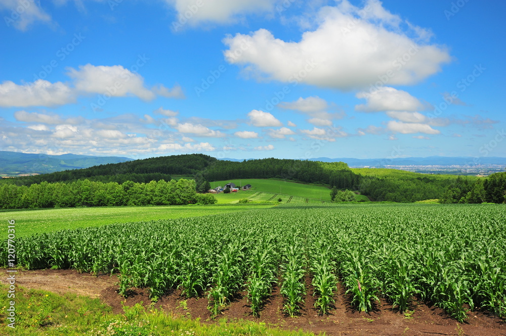 Landscapes of Countryside in Hokkaido, Japan