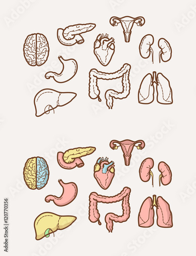 Clean and sharp outline icons about Human Anatomy