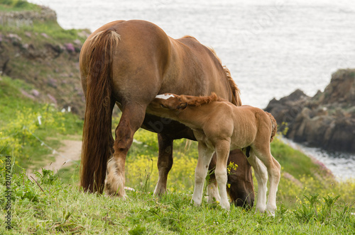 Cheval Breton et son poulain