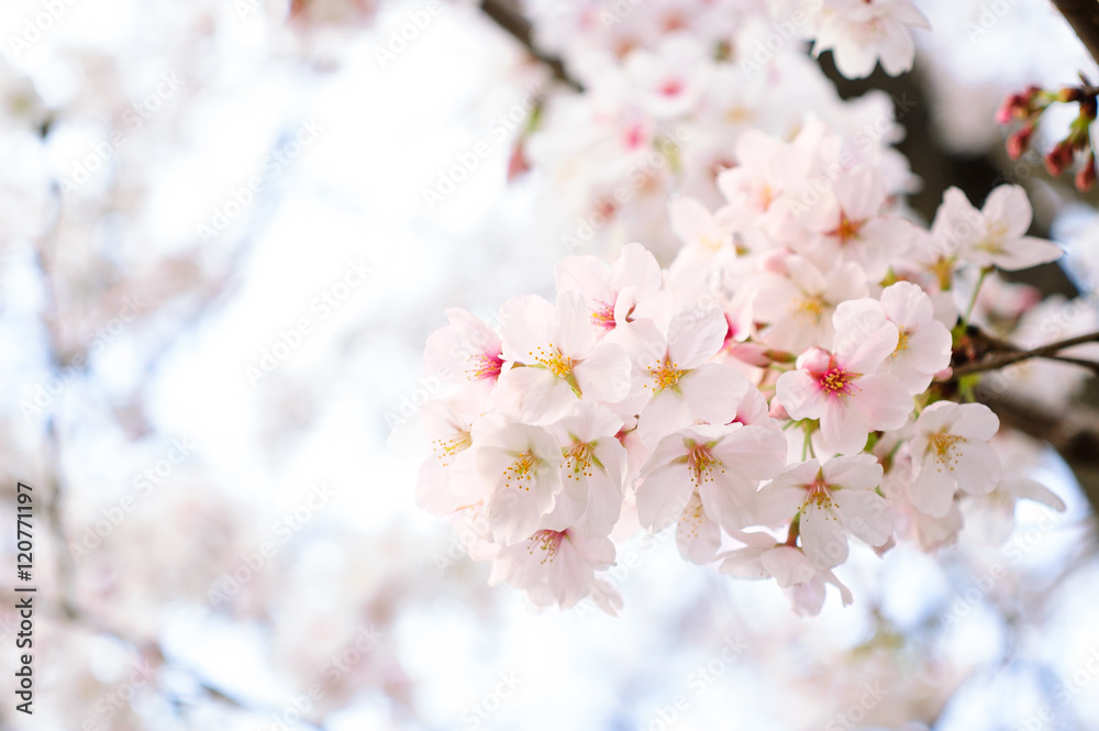 桜の花
