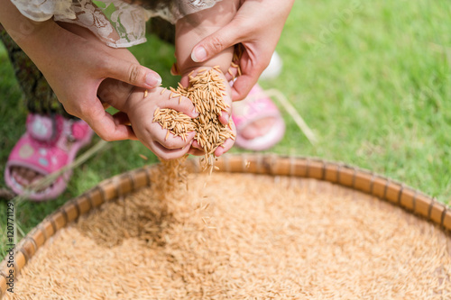 baby Hand holding golden paddy rice seeds.

