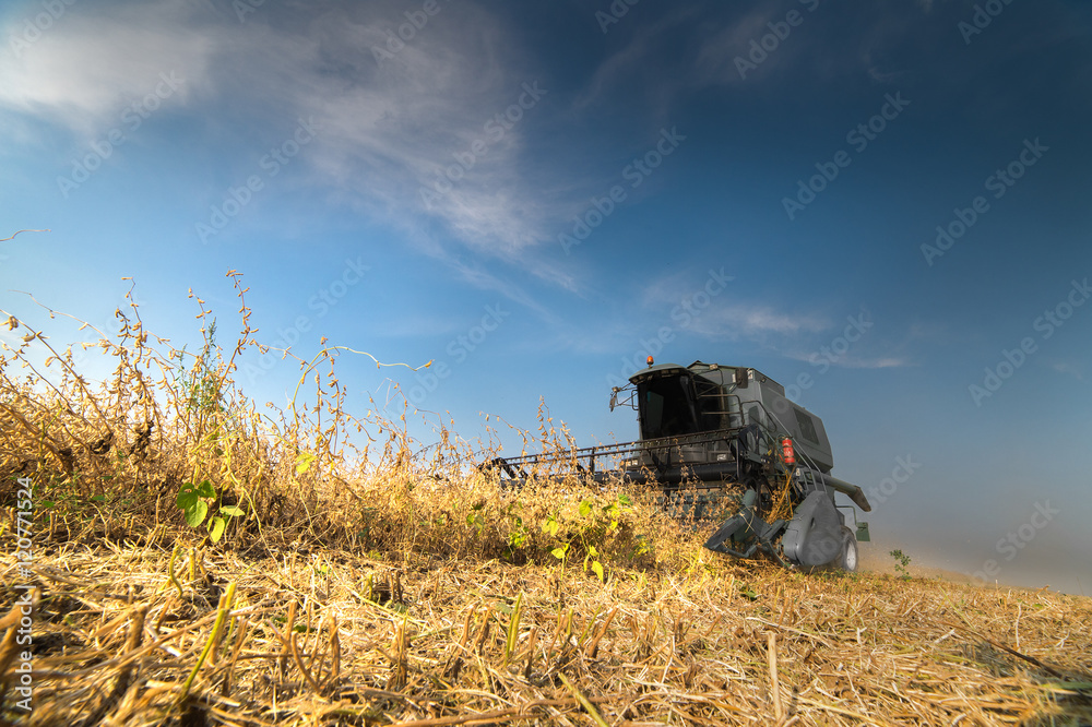 Fototapeta premium soybean harvest in autumn
