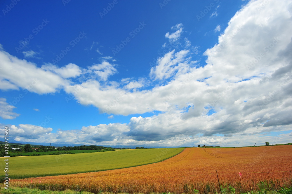 Cultivated Lands at Countryside of Hokkaido, Japan