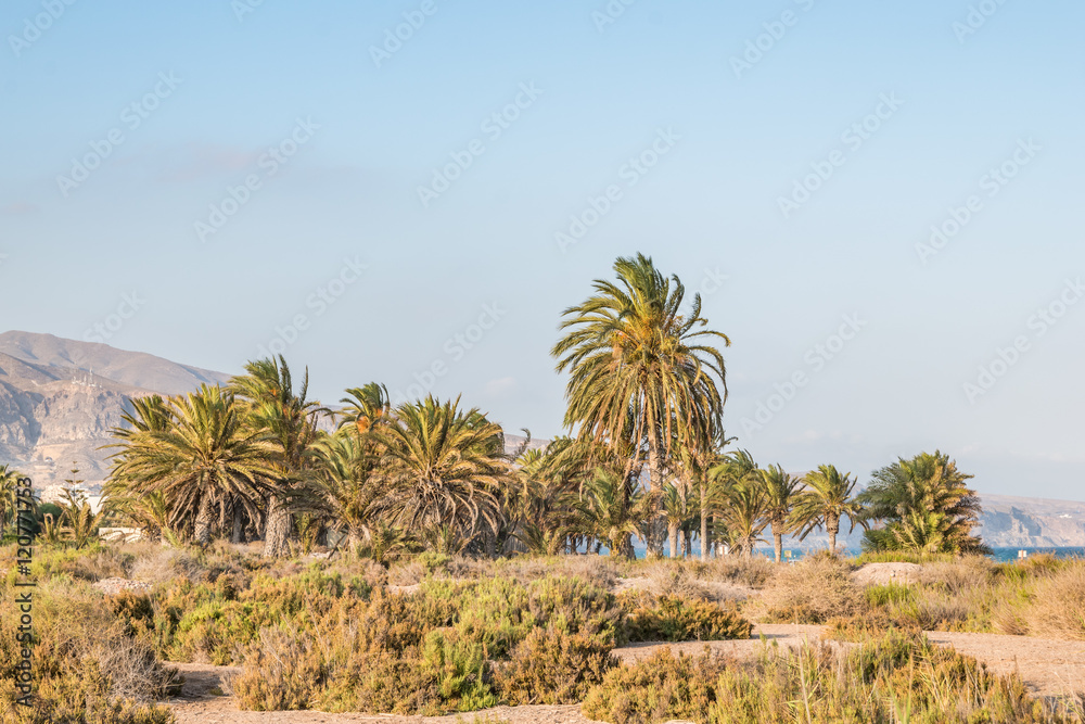 palm trees on a sunny day in the mediterranean