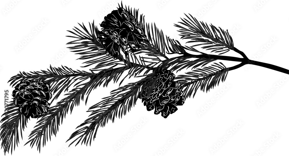 pine tree black branch with three small cones