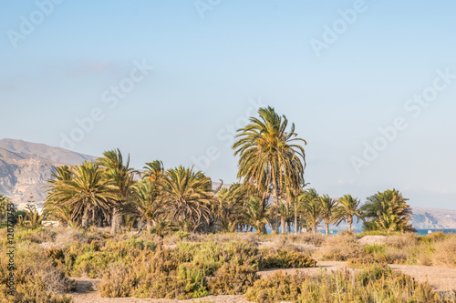 palm trees on a sunny day in the mediterranean