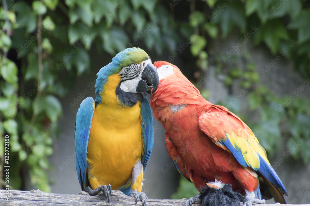 ara ararauna and macaw parrot on its perch ara ararauna and macaw parrot on its perch