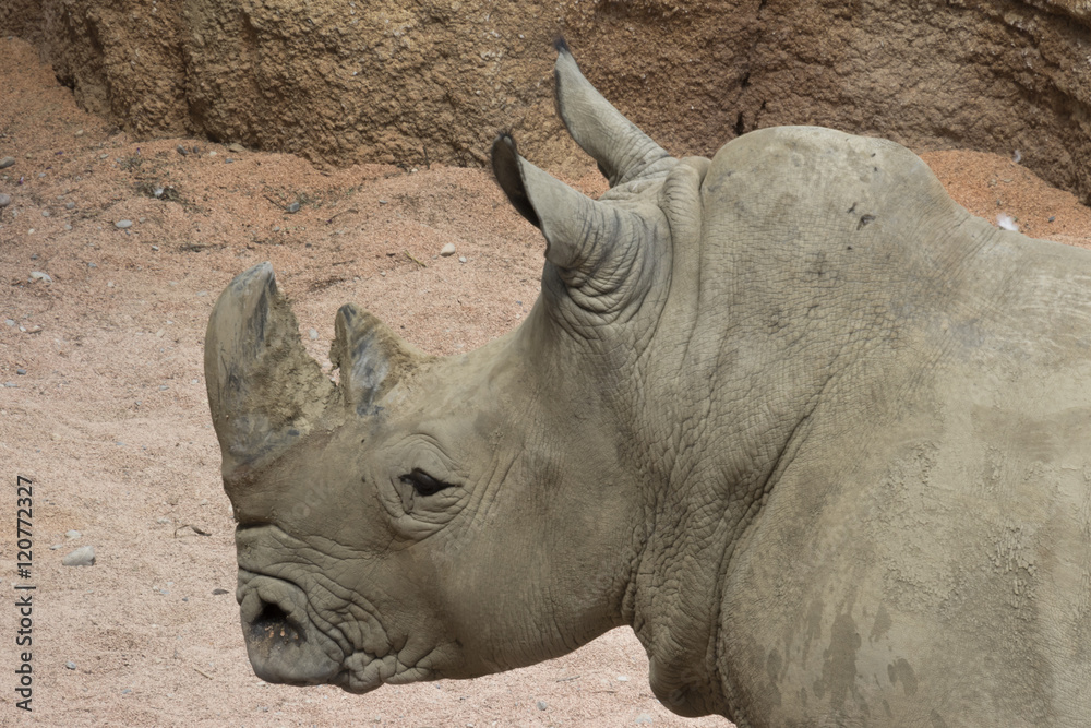 Fototapeta premium rhino in the jungle
