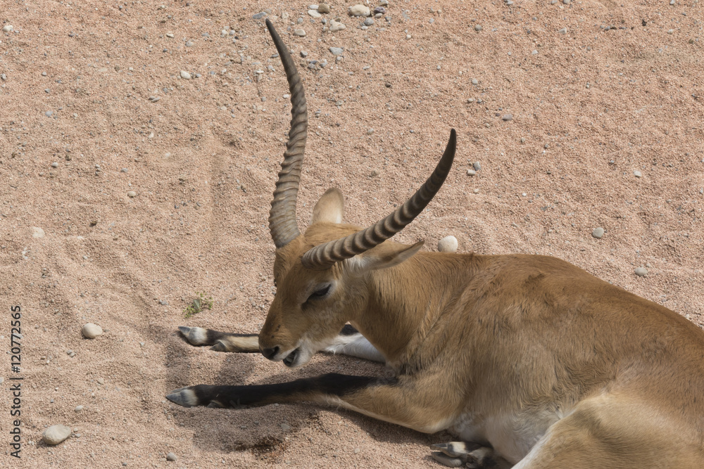 Fototapeta premium antelope in the savannah