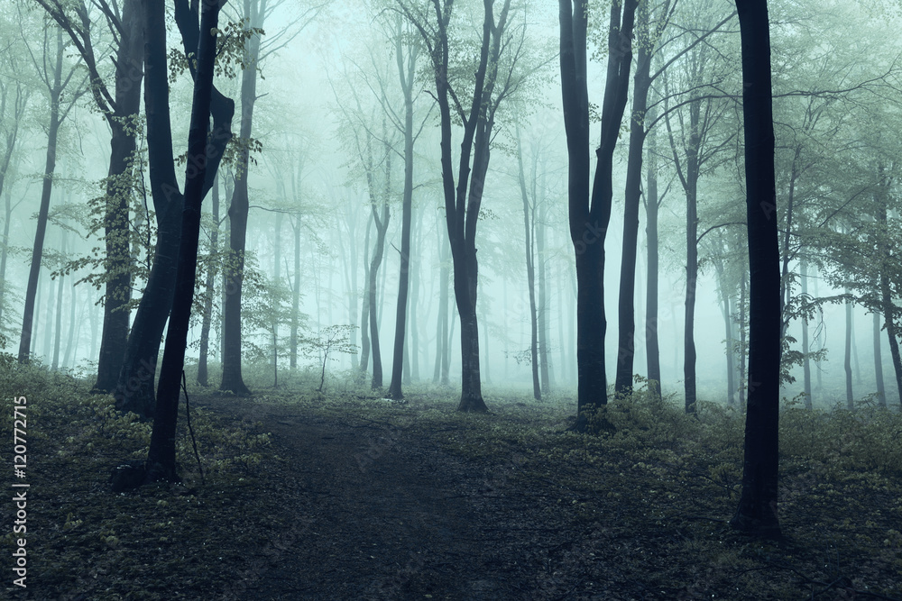 Spooky trail in dark foggy forest