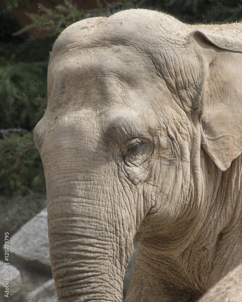 Fototapeta premium elephant