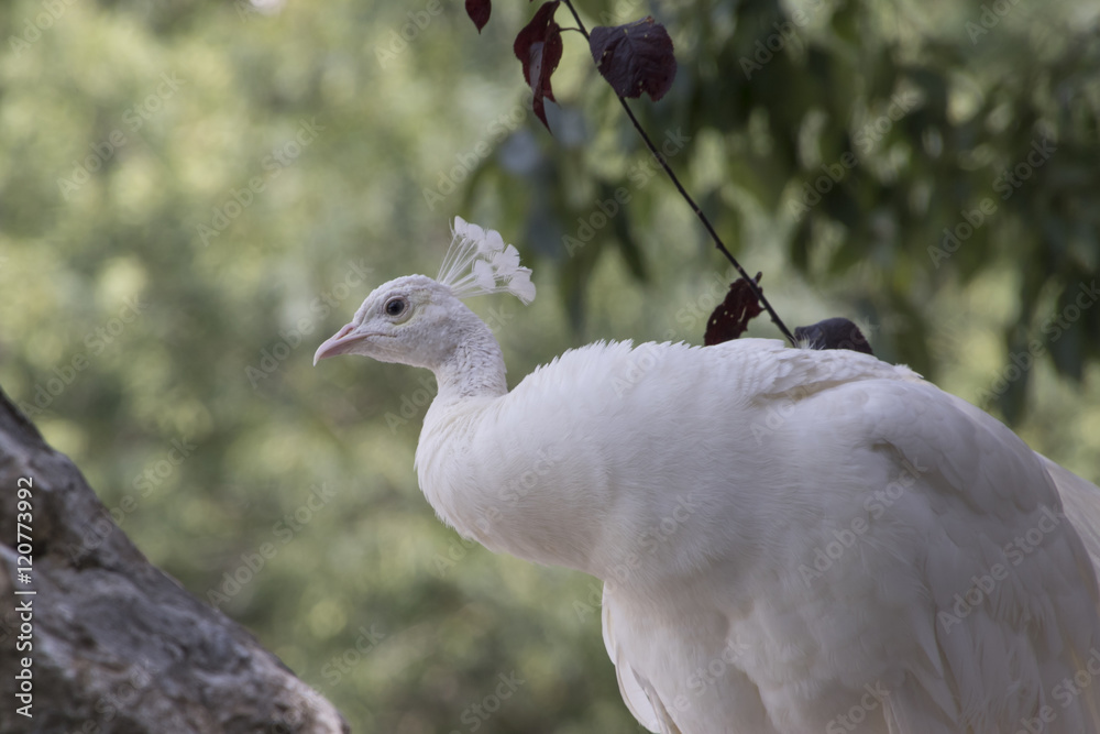 Fototapeta premium white peacock in the farm