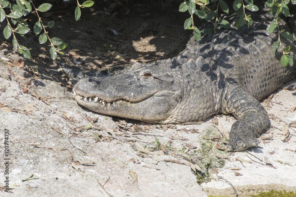 Obraz premium ferocious alligator