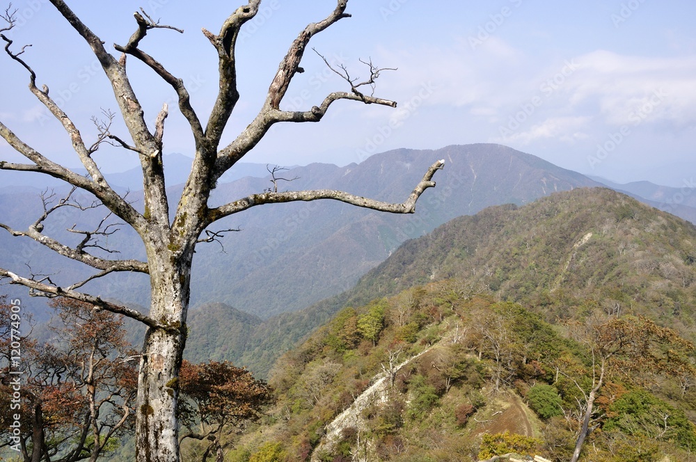 Obraz premium 檜洞丸の枯木