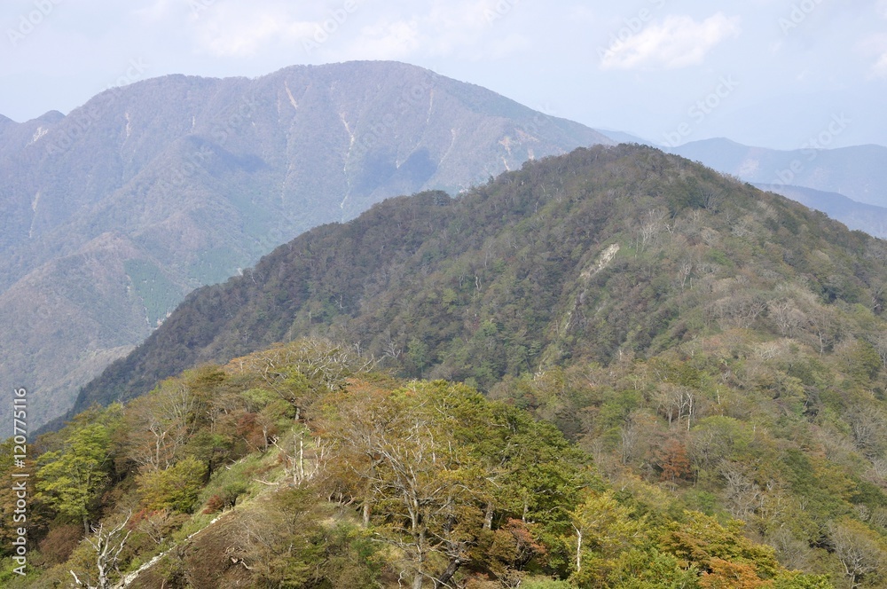 Fototapeta premium 丹沢の秋