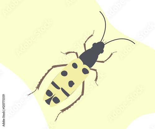 Spotted Totengraber Insect