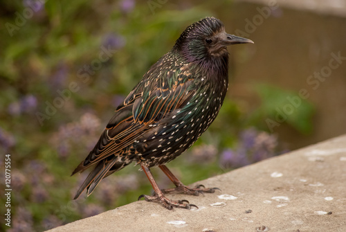 Starling in Wakefield, England, West Yorkshire