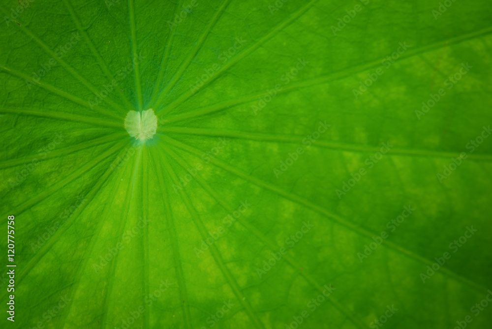Close-up of a lotus leaf with background lighting. Close-up of a lotus leaf with background lighting.