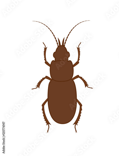 Totengraber Insect Illustration