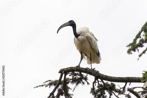 sacred ibis bird on tree