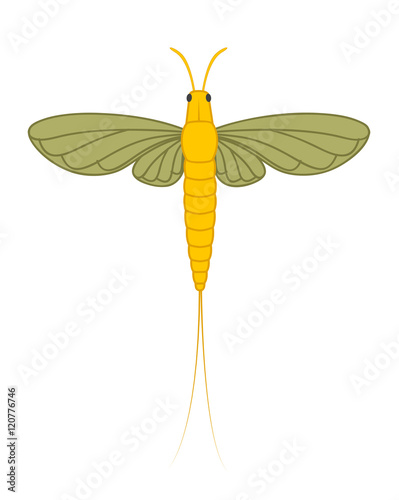 Mayfly Insect Illustration