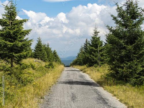 Mountain road through young forest in Europe photo