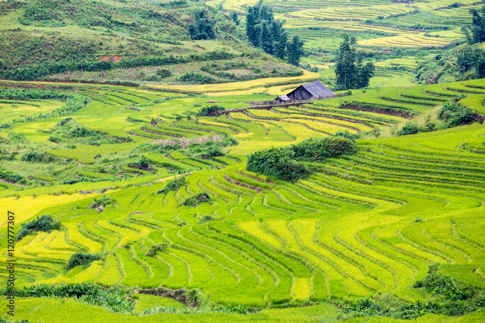 Fototapeta premium Beautiful terraced rice fields in Vietnam
