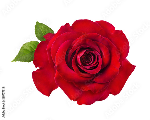 rose isolated on the white