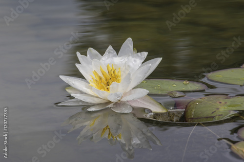 white waterlily on water