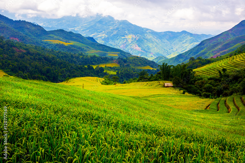 Beautiful terraced rice fields in Vietnam Beautiful terraced rice fields in Vietnam