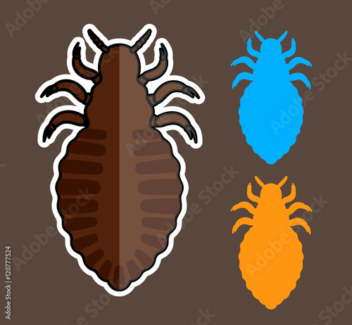 Lice Insects