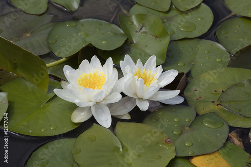 white waterlily on water