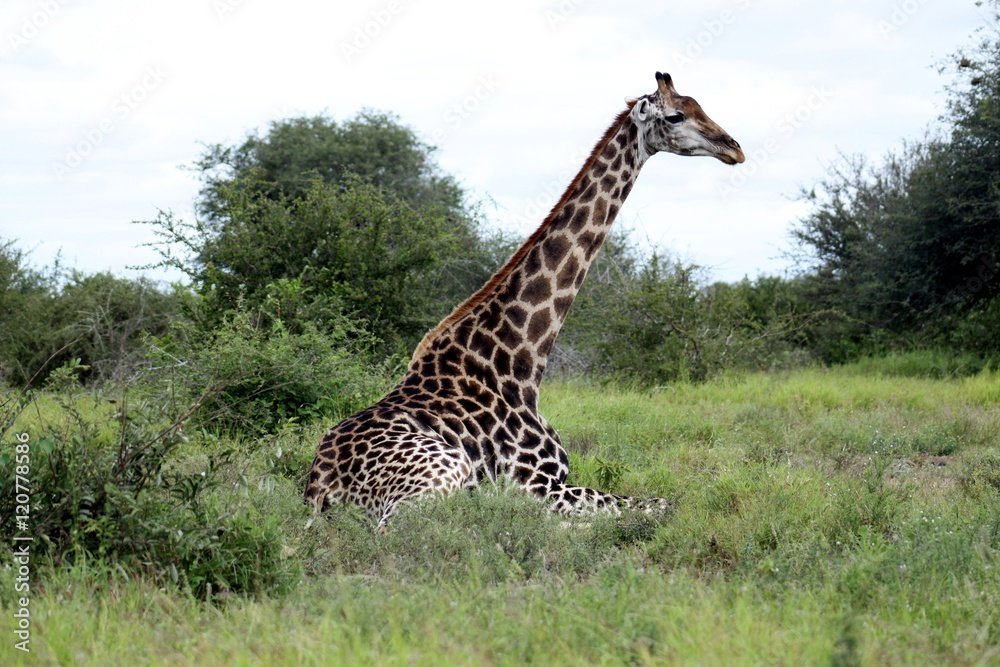 Obraz premium Lying still giraffe