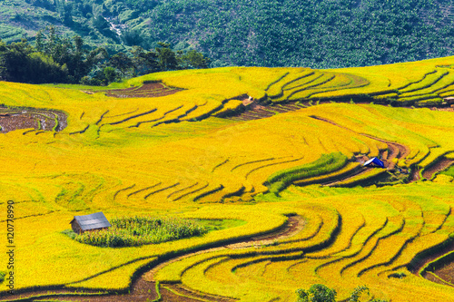 Beautiful terraced rice fields in Vietnam