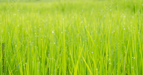 green rice field background bokeh