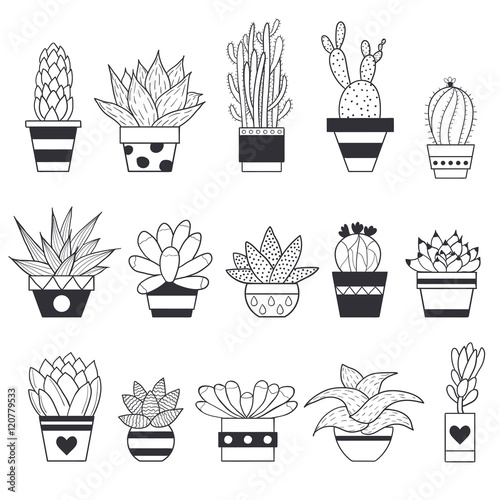 Vector illustration of succulents and cactus in the pots