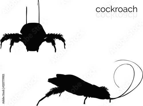 cockroach on white background