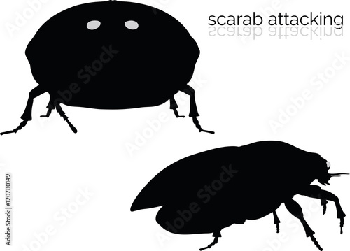 scarab on white background