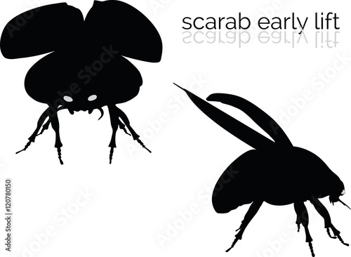 scarab on white background