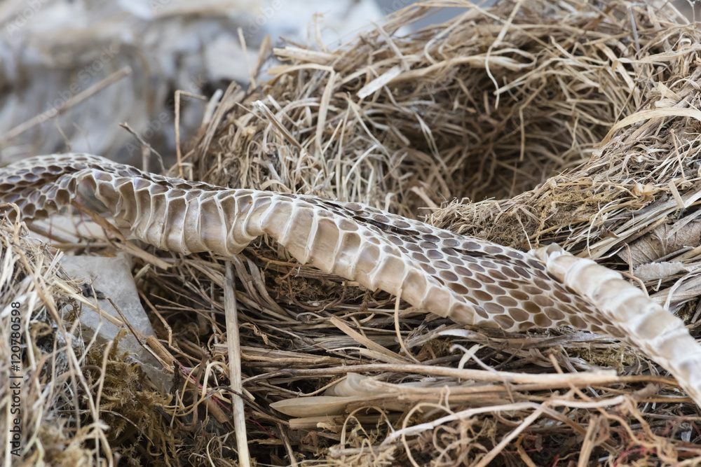 Naklejka premium birds nest and snake skin