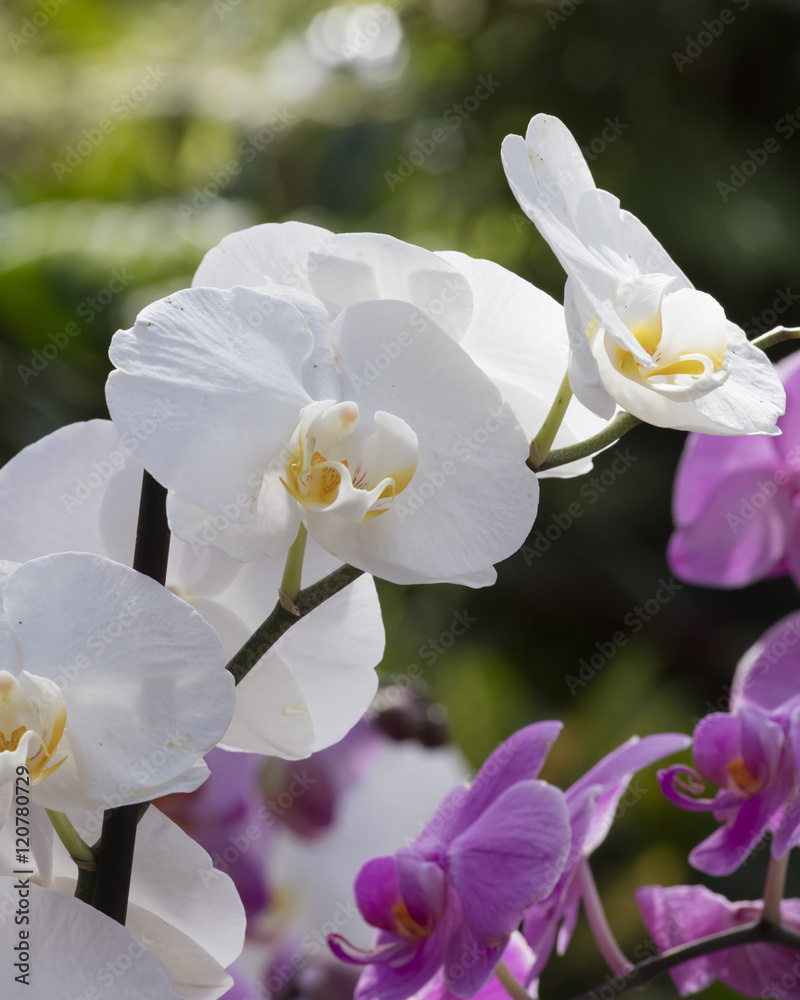 orchid in the garden