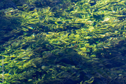 Emerald green flowing river water with seaweed, abstract background