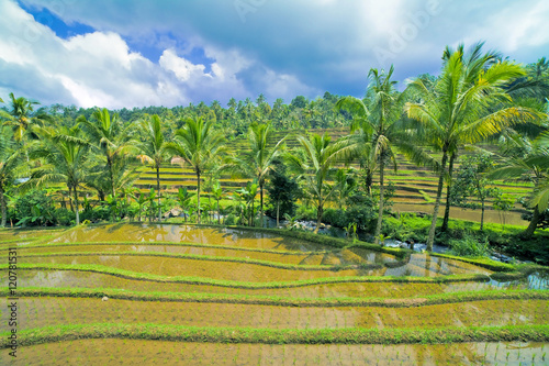 Rizières à Bali, Indonésie