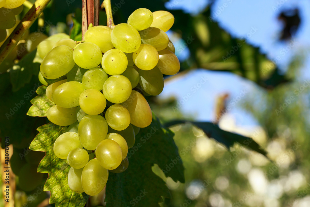 bunch of ripe grapes