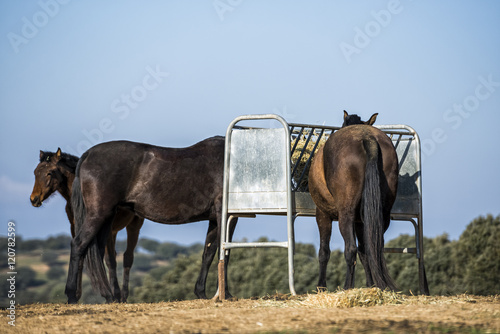 Horses eating hay in the pasture